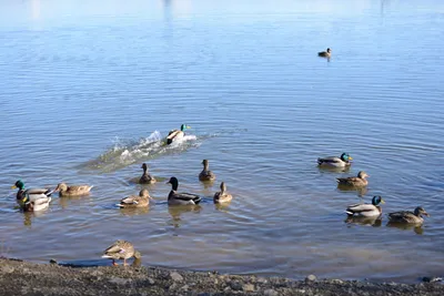 DSC_1173 (Large).JPG